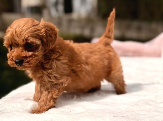 Kore Maltipoo Yavrular görsel