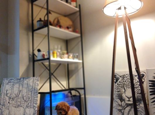 Mini Boy Elite Maltipoo Bebekler görsel