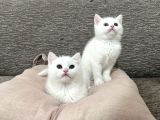 Mükemmel Güzellikte Beyaz British Shorthair Yavrularımız
