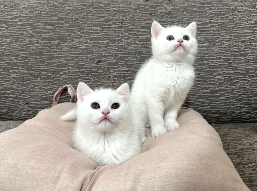 Mükemmel Güzellikte Beyaz British Shorthair Yavrularımız görsel