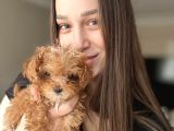 Mini Boy Elite Maltipoo Bebekler