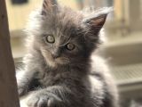 Maine Coon yavru