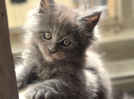 Maine Coon Yavru