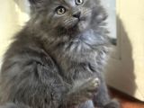 Maine Coon Yavru