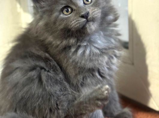 Maine Coon Yavru görsel