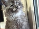 Maine Coon Yavru