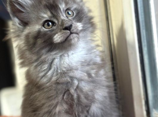 Maine Coon Yavru görsel