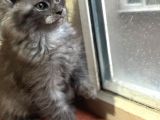 Maine Coon Yavru