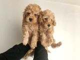 Orjinal Toy Poodle Yavrular