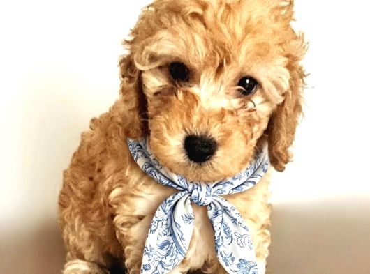Orjinal Toy Poodle Yavrular görsel