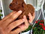 Red Ve Dark Brown Renk Kore Tea Cup Yavrular