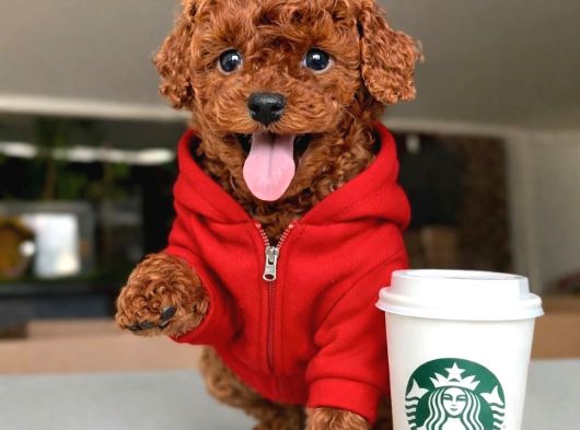 Kore Toypoodle Kardeşler
