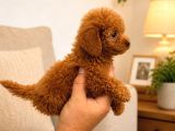 Safkan Red Toy Micro Poodle Yavruları Sağlıklı Aşılı