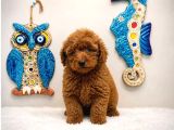 Safkan Red Toy Micro Poodle Yavruları Sağlıklı Aşılı