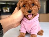 Kore Toypoodle Kardeşler