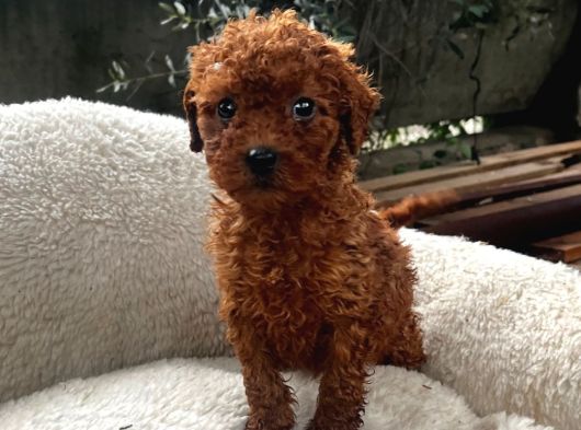 Toy Poodle Yavrularımız görsel