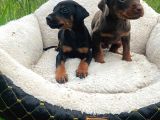 Ki̇ng Doberman Yavrularimiz
