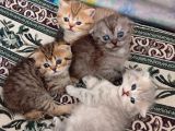 British Shorthair Scotish Longhair Yavrularımız