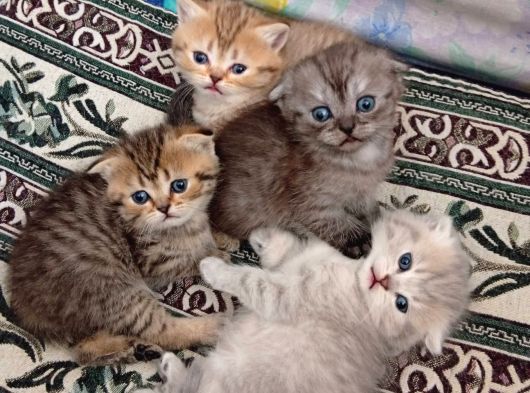 British Shorthair Scotish Longhair Yavrularımız görsel