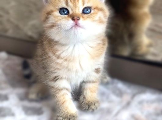 British Shorthair Scotish Longhair Yavrularımız