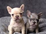 Exotic micro french bulldog yavrularımız