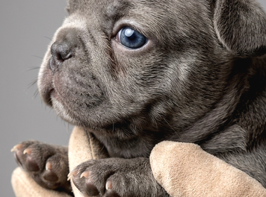 Exotic Özel Micro French Bulldog Yavrularımız görsel