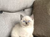 British Shorthai̇r  Yabru