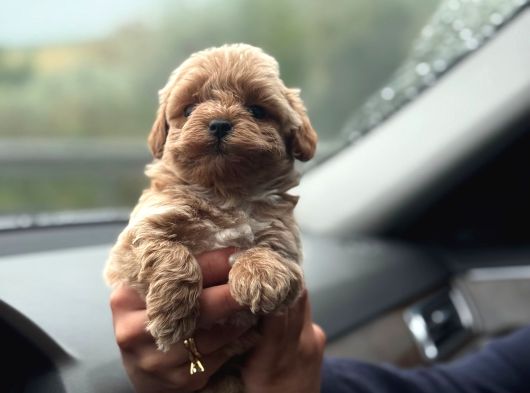 Korea Büyümeyen  Maltipoo Yavrular görsel