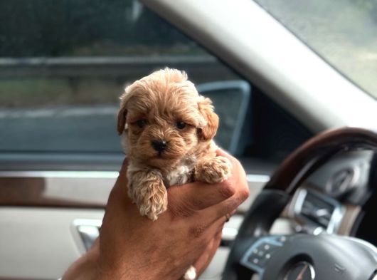 Korea Büyümeyen  maltipoo yavrular