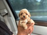 Korea Büyümeyen  Maltipoo Yavrular