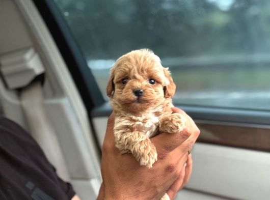 Korea Büyümeyen  Maltipoo Yavrular görsel