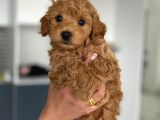 Teacup Boy Maltipoo Bebekler