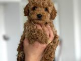 Teacup Boy Maltipoo Bebekler