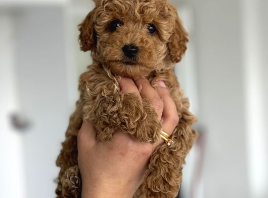 Teacup Boy Maltipoo Bebekler görsel