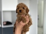 Teacup Boy Maltipoo Bebekler