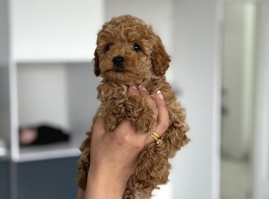 Teacup Boy Maltipoo Bebekler görsel