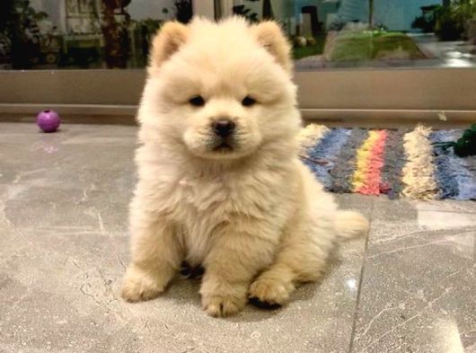 Irk Ve Sağlık Garantili Chow Chow Yavrularımız görsel