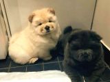 Irk Ve Sağlık Garantili Chow Chow Yavrularımız