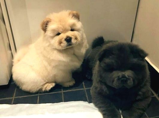 Irk Ve Sağlık Garantili Chow Chow Yavrularımız görsel