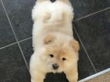 Irk Ve Sağlık Garantili Chow Chow Yavrularımız