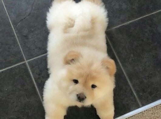 Irk Ve Sağlık Garantili Chow Chow Yavrularımız görsel