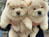 Irk Ve Sağlık Garantili Chow Chow Yavrularımız