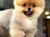 Oranj Boo Pomeranian Yavrular