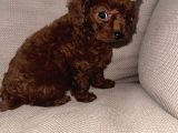 Kore Toy Poodle Dişi Yavrular
