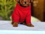 Kore Toypoodle Kardeşler