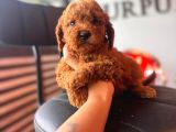 Herkesin Hayali Toy Poodle Bebekler