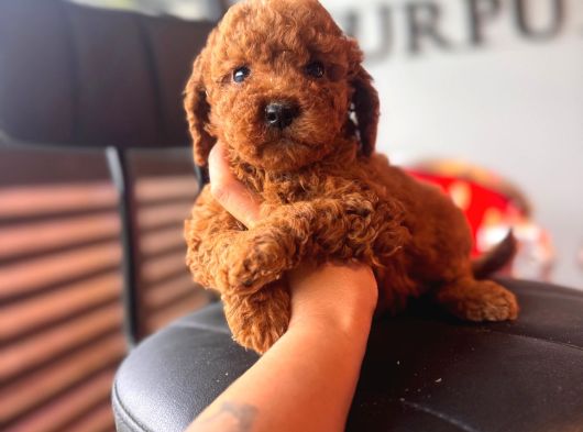 Herkesin Hayali Toy Poodle Bebekler görsel