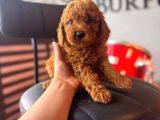 Herkesin Hayali Toy Poodle Bebekler
