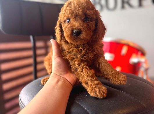 Herkesin Hayali Toy Poodle Bebekler görsel