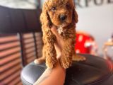 Herkesin Hayali Toy Poodle Bebekler